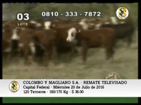 20-07-16 - VENTA DE TERNEROS - REMATE TELEVISADO COLOMBO Y MAGLIANO S.A.