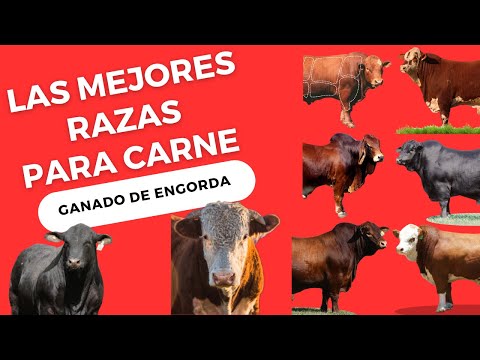 , title : 'LAS MEJORES RAZAS DE GANADO PARA LA ENGORDA / GANADO PARA PRODUCIR CARNE'