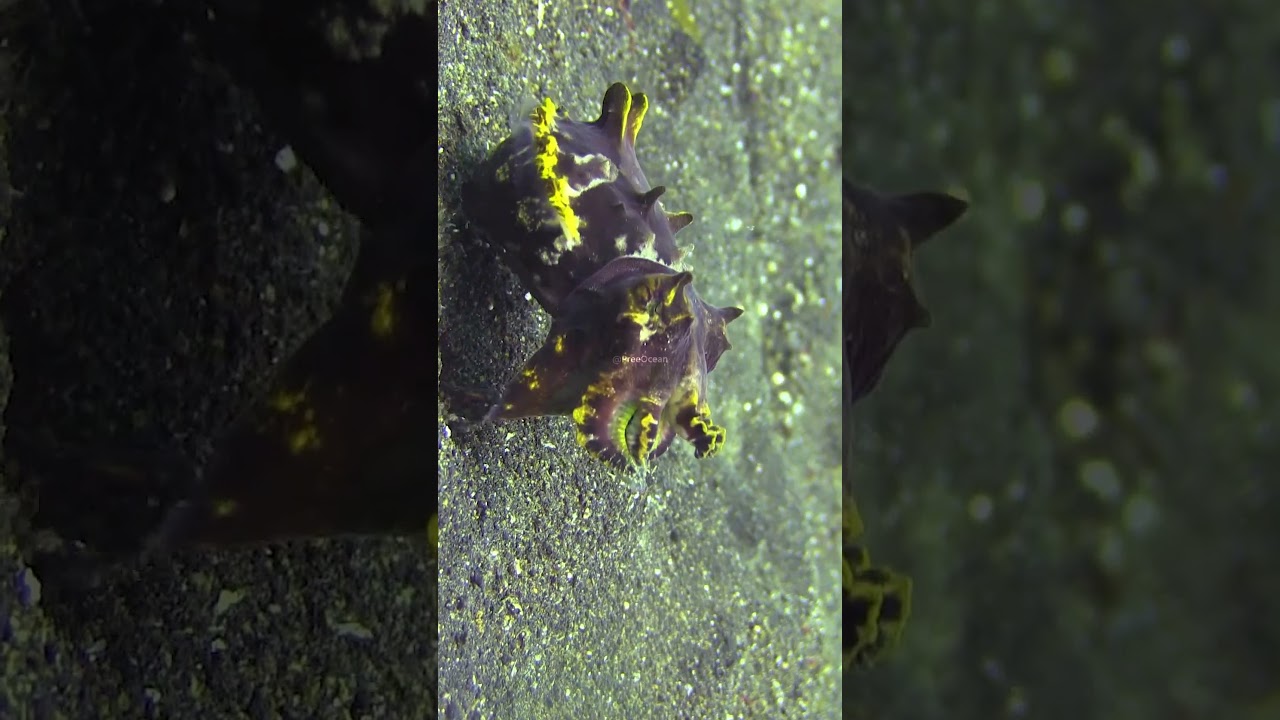 Flamboyant cuttlefish behavior and sensory adaptations – Key Takeaways
