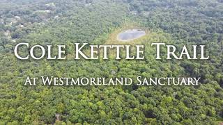Cole Kettle Ferns and Lichen