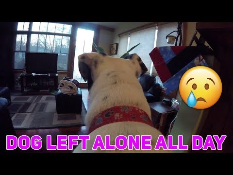 5 Dogs LEFT HOME ALONE With GoPro - HEARTBREAKING DOG VIDEOS - Pets Left Home Alone With GoPro Video