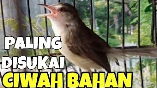 Download lagu Ciblek sawah  Betina birahi memanggil jantan ampuh buat pancingan mp3