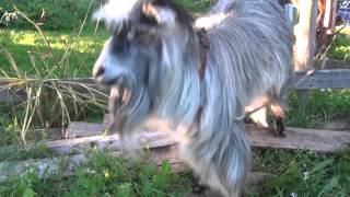 GOAT BEATBOX - The Don&#39;t Touch Me Edition!!! Brak Style