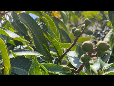 Glenn 🥭 Finally Fruits in SoCal!!