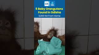 5 Baby Orangutans Found in Odisha - 3,000 KM From Home