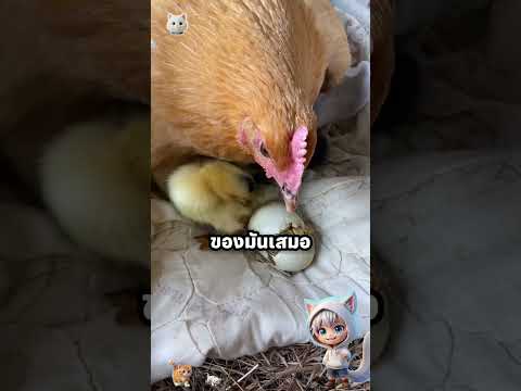 แม่ของลูกเป็ดคือสิ่งแรกที่เห็น