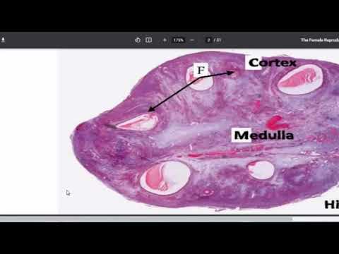 Repro - session 3 - lec 2