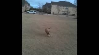 Playing with my dog (with my dad and his girlfriend)