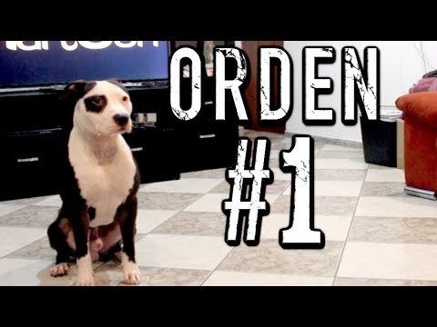 La PRIMERA ORDEN que DEBES ENSEÑAR a un PERRO - MartGon