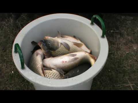 Populare Balta Ileana Razoare cu 1500 kg  Crap la data de 27 Februarie 2019 !