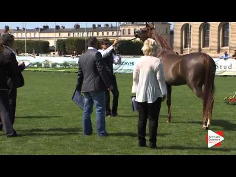 N.21 OM EL BASILEA - Chantilly 2015 AWC - Fillies 3 years old (Class 3)