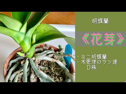 スイカズラは霜を恐れますか？お手入れに関する私たちのアドバイス！  庭園