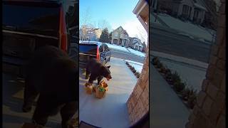 Download lagu She thought she was unloading groceries… the bear thought it was dinner 🐻😳 #fypシ #soraai #ring mp3