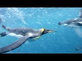 King Penguins Underwater Video
