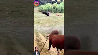 Download lagu sapi menghampiri elang dan serigala lagi bertengkar #animals #shorts mp3 Download lagu sapi menghampiri elang dan serigala lagi bertengkar #animals #shorts mp3