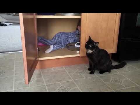 Смешные моменты с домашними животными