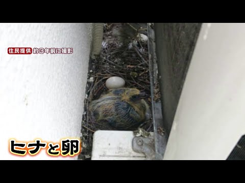 バルコニー鳩よけネット