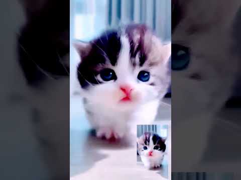 🥰🥰😍cute little kitten 🥰😍 🥰 😸 #cat #cats #cute #cutecat #subscribe #shortvideo #subscrib