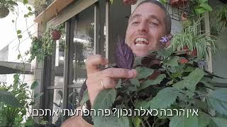 פלקטרנטוס מונה לוונדר צמח חזק ויפה לגינה במרפסת