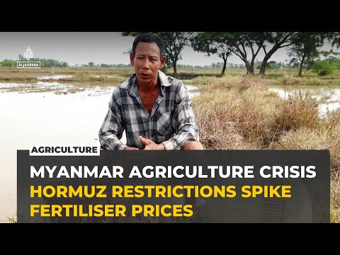 Strait of Hormuz disruptions push Myanmar rice farmers to the brink