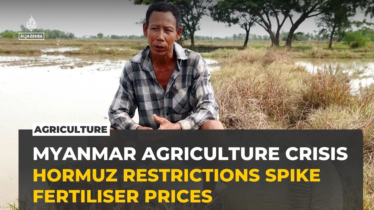 Strait of Hormuz disruptions push Myanmar rice farmers to the brink