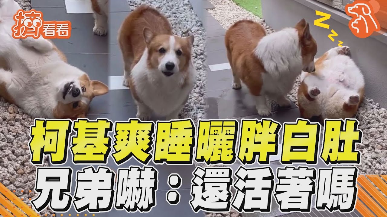 影音/柯基睡太爽曬失控胖白肚 四腳朝天兄弟嚇:還活著嗎