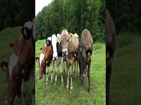 Hotel Pension de la Gare - Montbovon - Switzerland
