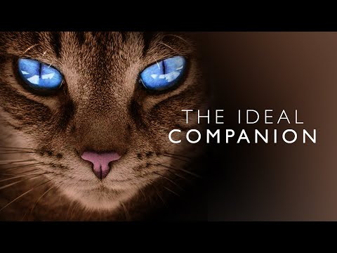 The Ideal Companion | FULL Documentary | The Best Cat Breeds Explained
