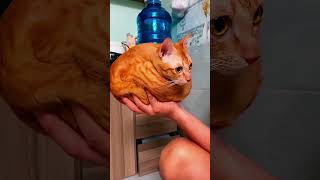 Download lagu Part 41  #funny #cat#OddlySatisfying mp3