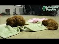 Cavapoo dogs for sale: Liam - Video 1