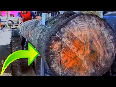 Very Large Rare Wood, Sawed Using a Bandsaw Machine || sawmill