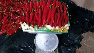 최고 품질좋고 맛좋은 건고추 고르는 방법과  1근 건조하면 몇그램일까요?
