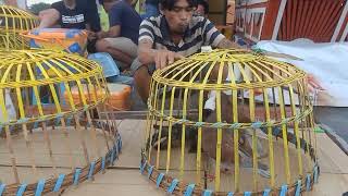 Download lagu Maru merpati kentong, player 'PEREK'  #crewcaptainmorgan mp3