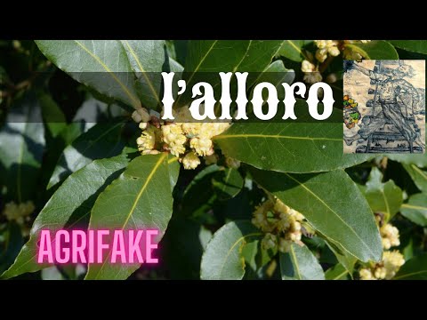 LAUREL (Laurus nobilis)