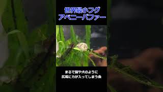 アベニーパファーの魅力　尻尾が可愛い　pea puffer fish / 小型水槽 / ペット【ゆっくり実況】飼育 #aquarium #shorts #short #pets  #daphnia