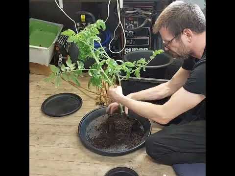 Ett varv till - Brutal omplantering av tomatplanta en andra gång.