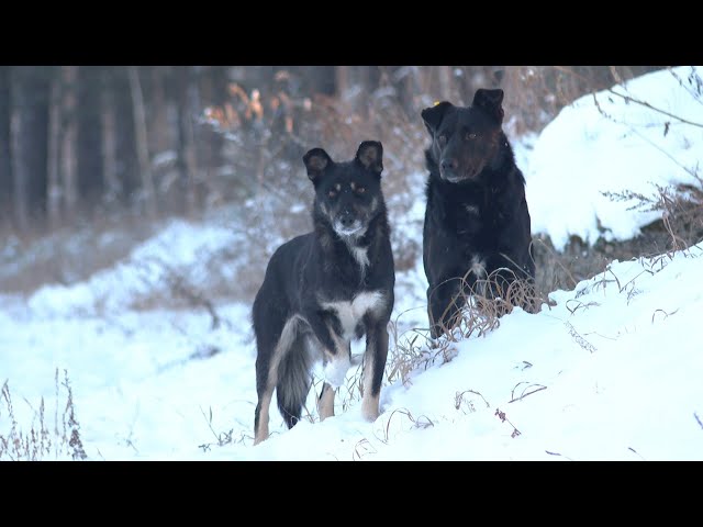 В Ангарске школьница пострадала от укуса собак