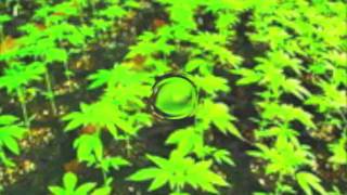 Niney The Observer = Operator Dub