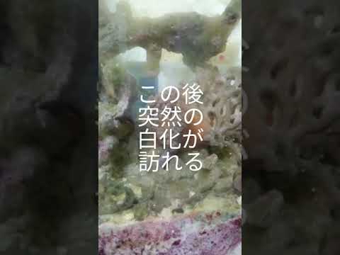 イソギンチャクの増やし方は？なぜ、どのように分割するのでしょうか?  庭園