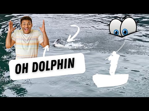 Damn I just caught a dolphin | In Milford Sound | Holly Molly