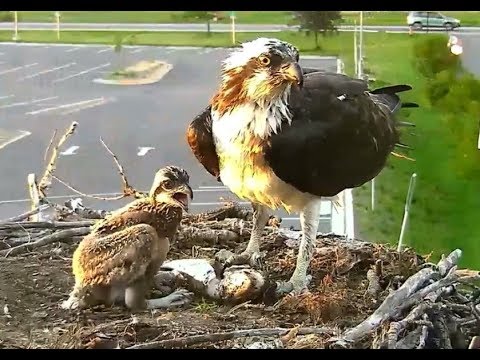 Hellgate osprey 6 27 18 919pm Iris saved the day with a VERY live fish baby got full