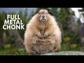 Marmots: Fuzzy Little Chonks