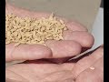How Rice Is Grown And Harvested By Curiosity Quest
