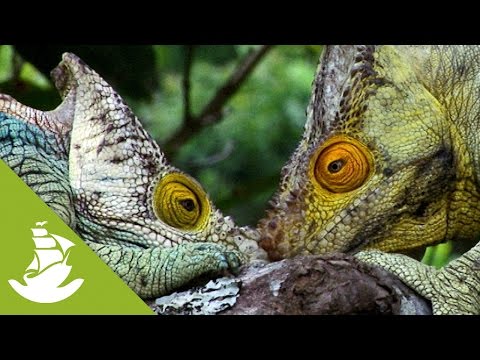 image-What is the biggest chameleon?