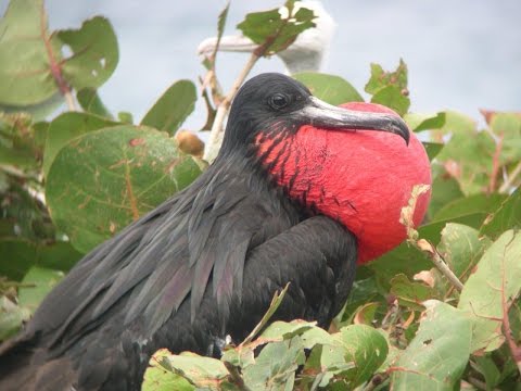 British Virgin Islands – wildlife and heritage Video
