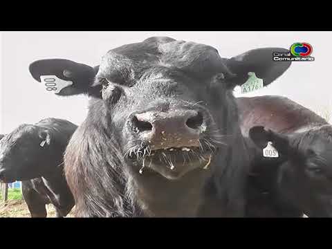 Gustavo San Roman   Exposicion rural 2017 en Rio Colorado