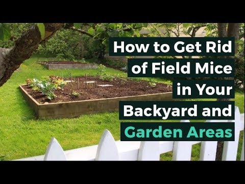 How to Get Rid of Field Mice in Your Backyard and Garden Areas