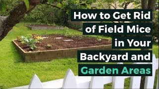 How to Get Rid of Field Mice in Your Backyard and Garden Areas