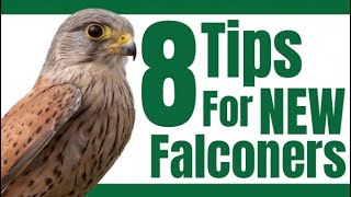 Advice for New Falconers