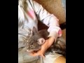 Красивый котенок-Кира ищет маму с папой! 